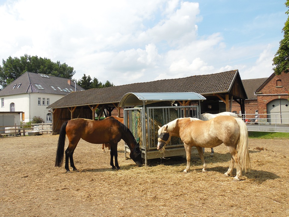 Pferde in Offenstallhaltung